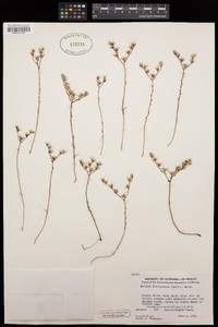 Dudleya blochmaniae image