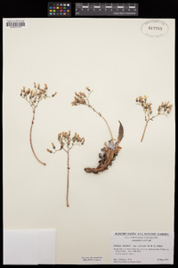 Dudleya abramsii subsp. calcicola image