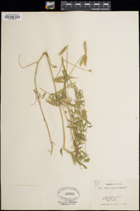 Vicia ludoviciana image