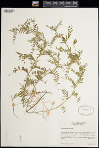 Vicia ludoviciana image