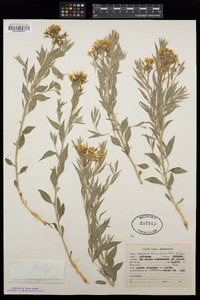 Amsonia tomentosa image