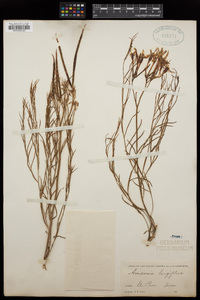 Amsonia longiflora image