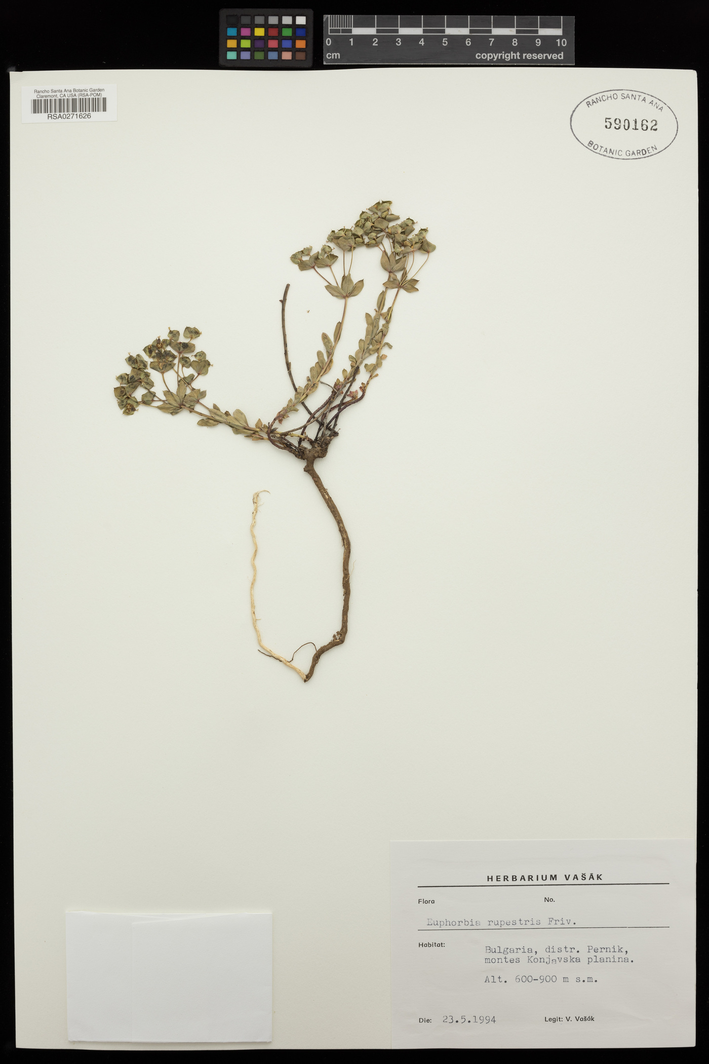 Euphorbia rupestris image
