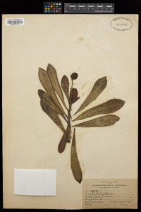 Euphorbia helenae image
