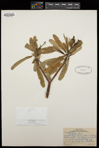 Euphorbia plumerioides image