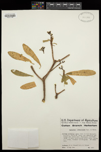 Euphorbia plumerioides image