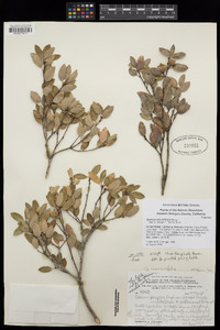 Quercus vacciniifolia image