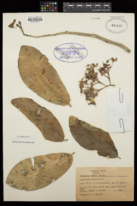 Euphorbia peritropoides image