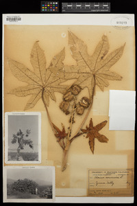 Ricinus communis image