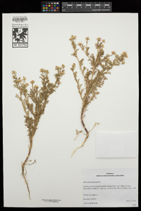 Matricaria discoidea image