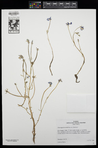 Downingia bicornuta var. bicornuta image