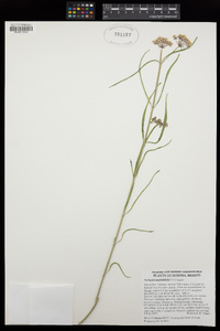 Asclepias fruticosa image