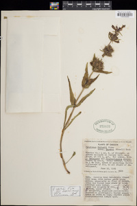 Penstemon eriantherus var. argillosus image