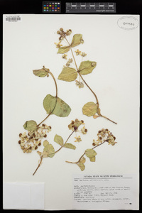 Asclepias cryptoceras image