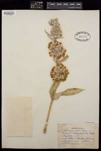 Asclepias erosa image