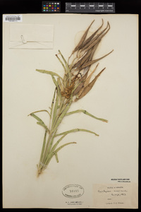 Asclepias fascicularis image