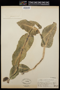 Image of Asclepias glaucescens