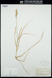 Image of Carex arida