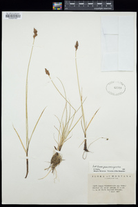 Carex scirpoidea subsp. pseudoscirpoidea image
