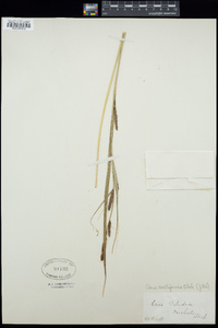 Image of Carex acutiformis
