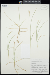 Image of Carex anthoxanthea