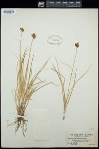 Image of Carex arapahoensis