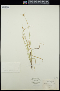 Carex athrostachya image