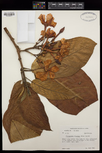 Chonemorpha fragrans image