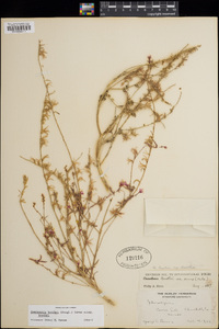 Eremothera boothii subsp. boothii image