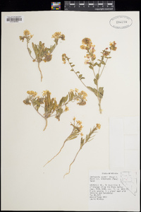 Eremothera boothii subsp. intermedia image