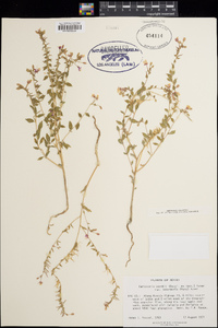 Eremothera boothii subsp. intermedia image