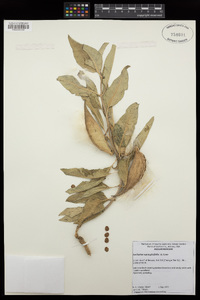 Asclepias nyctaginifolia image