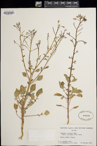 Chylismia brevipes subsp. pallidula image