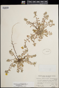 Camissoniopsis cheiranthifolia subsp. cheiranthifolia image