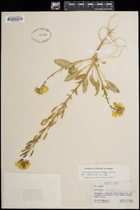 Chylismia claviformis subsp. cruciformis image