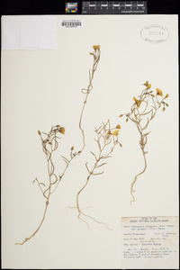 Camissonia kernensis subsp. gilmanii image