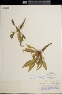 Taraxia subacaulis image