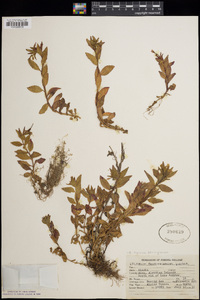 Epilobium hornemannii image