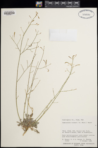 Chylismia walkeri image