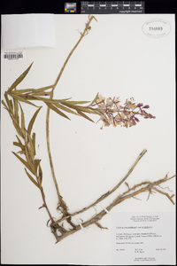 Chamerion angustifolium subsp. angustifolium image
