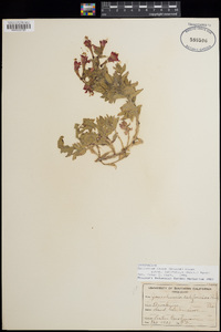 Epilobium canum image