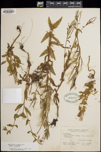 Epilobium ciliatum subsp. ciliatum image