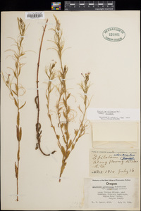 Epilobium ciliatum image