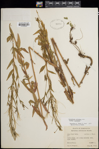 Epilobium ciliatum image