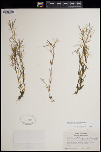 Epilobium hallianum image