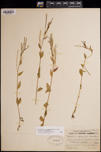 Epilobium hornemannii image