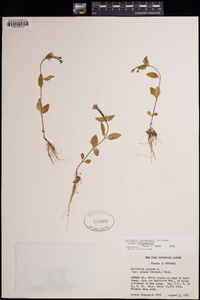 Epilobium hornemannii image