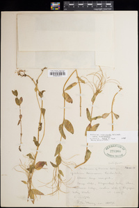 Epilobium hornemannii image