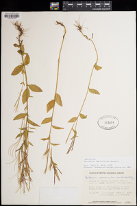 Epilobium lactiflorum image