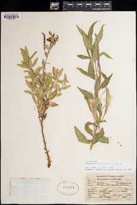 Chamerion latifolium image